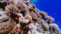 Pesona bawah laut Indonesia itu semakin dieksplorasi, semakin banyak keistimewaan tersembunyi dan semakin sulit tertandingi di jagat underwater world