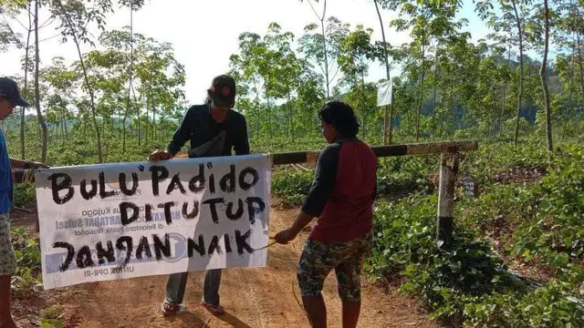 Bulu Padido