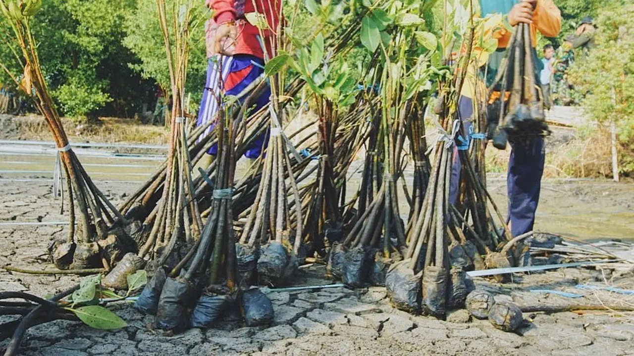 7 Potret Suasana Penanaman Pohon di Kebun Raya Mangrove Pertama di Dunia