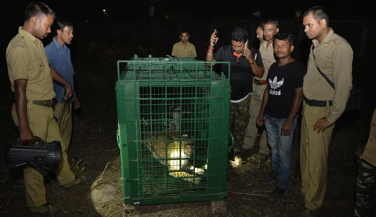 Macan tutul liar terlihat di dalam kandang setelah ditangkap di pinggiran Siliguri di timur laut India (9/5). Macan tutul ditangkap pejabat departemen kehutanan setelah beberapa hari berkeliaran di daerah tersebut. (AFP Photo/Diptendu Dutta)