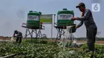 Petani mendapatkan pasokan air untuk irigasi sawah melalui pengelolaan integrated farming berbasis energi baru dan terbarukan di area persawahan Desa Energi Berdikari, Desa Kalijaran, Kecamatan Maos, Cilacap, Jawa Tengah, Kamis (2/11/2023). (Liputan6.com/Angga Yuniar)