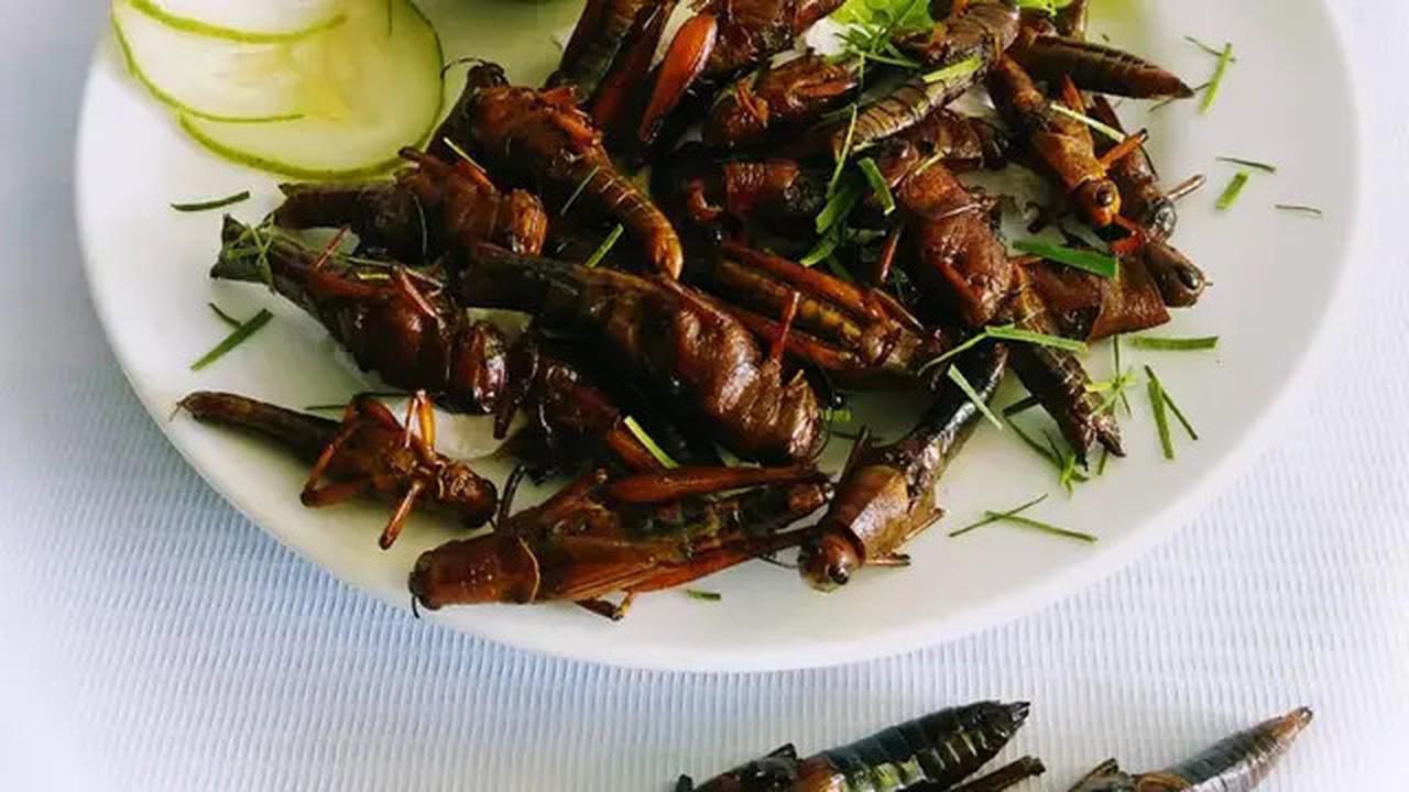 16 Spesies Serangga Jadi Pilihan Makanan Sehat dan Ramah Lingkungan di Singapura