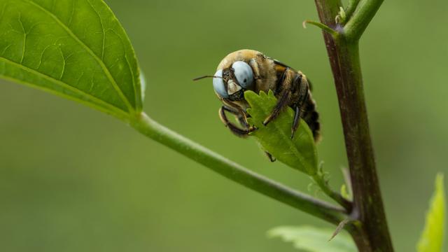 Carpenter Bee