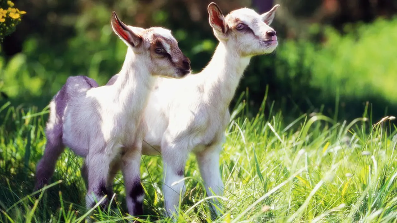 Unik, Lowongan Pekerjaan Peluk Anak Kambing