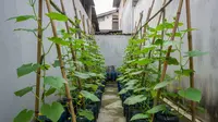 TOP 3: Ide Kebun Timun Vertikal, Cara Ternak Entok Skala Kecil dan Tips Merapikan Rumah