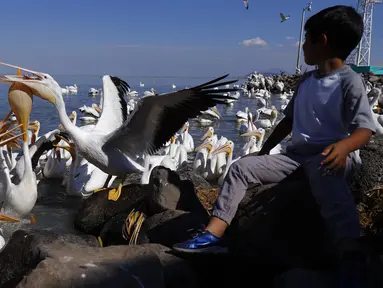 Seorang turis memberi makan kawanan pelicanos borregones atau pelikan putih di Danau Chapala, Petatan, Meksiko, 5 Februari 2022. Kawanan pelikan putih datang ke Meksiko setiap tahun untuk menghindari dinginnya cuaca di utara. (AP Photo/Armando Solis)