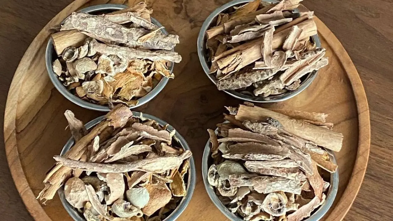 Kayu rapet, tanaman obat untuk jamu