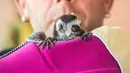 Bayi lemur ini bernasib malang karena ibunya menolak untuk memeliharanya di Taman Hewan Affenwald Straussberg, Jerman, Rabu (3/5). (Arifoto UG / dpa / AFP)
