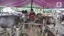 Pekerja memberi pakan sapi kurban yang sedang menjalani karantina di kawasan Pondok Kopi, Duren Sawit, Jakarta Timur, Rabu (15/6/2022). Virus PMK juga menyebabkan harga jual hewan kurban naik 20-30 persen dari tahun sebelumnya, mulai kisaran Rp17,5 juta hingga Rp38 juta per ekor. (merdeka.com/Iqbal S. Nugroho)