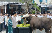 Menkeu Purbaya Kurban 2 Ekor Sapi Pakai Uang Sendiri, Bukan dari APBN