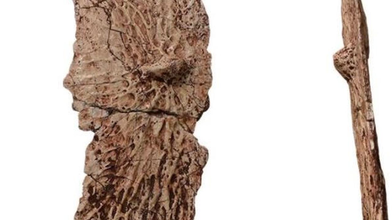 Para peneliti mengklaim, Garzapelta adalah spesies aetosaurus baru berdasarkan perbandingan dengan fosil-fosil serupa.&nbsp;