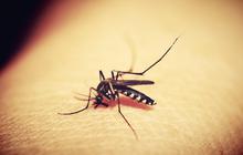 WHO Akhirnya Nyatakan Negara Ini Bebas Malaria Setelah Berjuang 100 Tahun