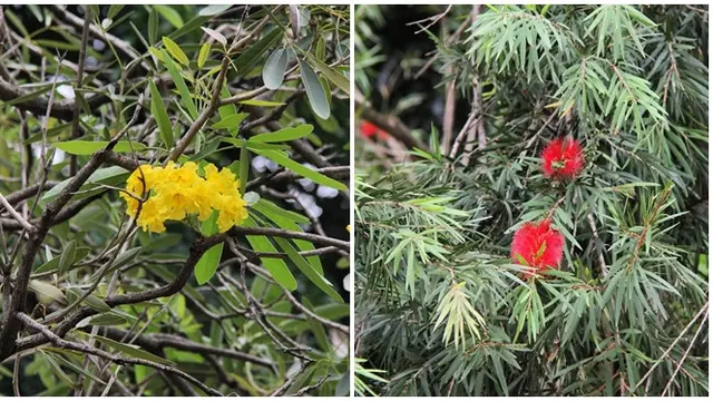 Warna-warni Bunga Bermekaran di Taman Mataram