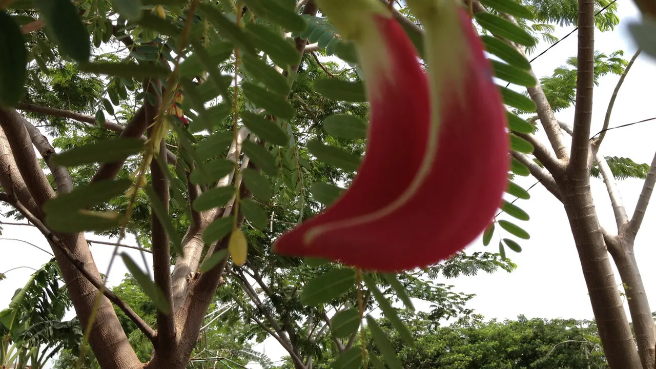 Manfaat Kembang Turi