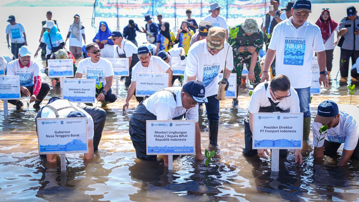 Kementerian Lingkungan Hidup Pulihkan Ekosistem Mangrove di NTB