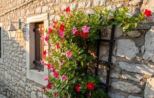 Tanaman Rambat Cepat Tumbuh Cocok Buat Nutup Tembok Kusam di Rumah Kampung/Gemini AI