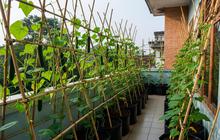 8 Sayuran yang Bisa Ditanam dengan Sistem Rambatan untuk Menghemat Lahan, Solusi Kebun Kecil