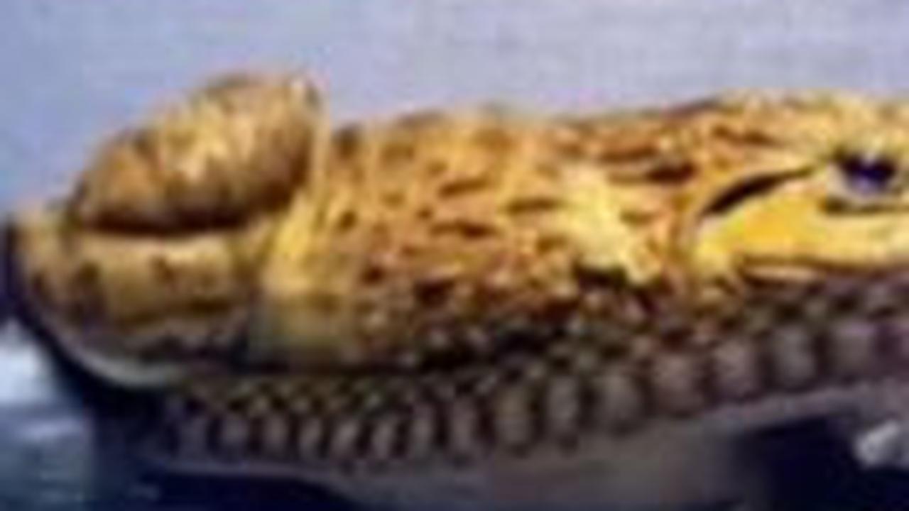 Pertarungan Sengit Ular vs Katak, Endingnya Tak Terduga