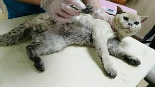 Kucing Setia Menolak Pergi Dari Rumah Pemiliknya yang Meninggal