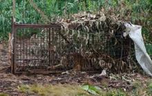 Misteri Penampakan Tiga Harimau Sumatera Kampar: BBKSDA Riau Turun Tangan Selidiki Laporan Warga