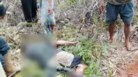 Detik-Detik Petani Dililit Ular Piton hingga Tewas di Luwu Timur