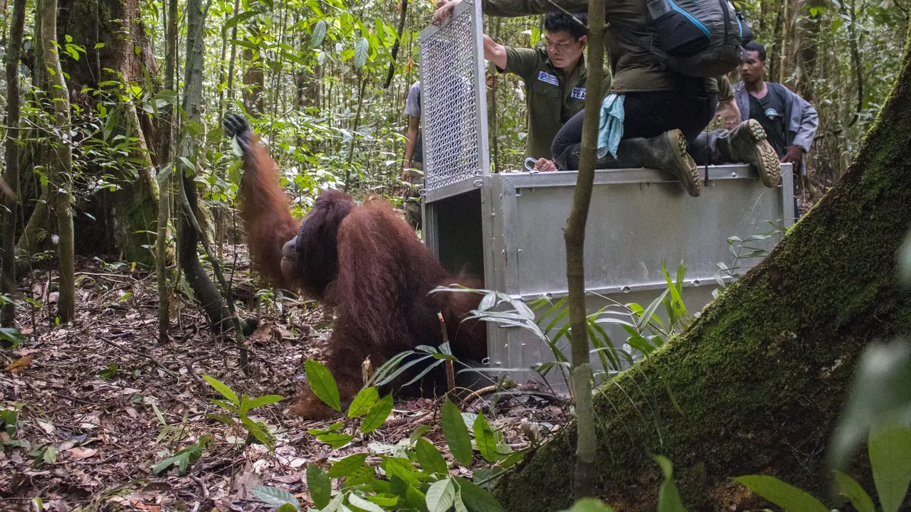 orangutan, kalimantan