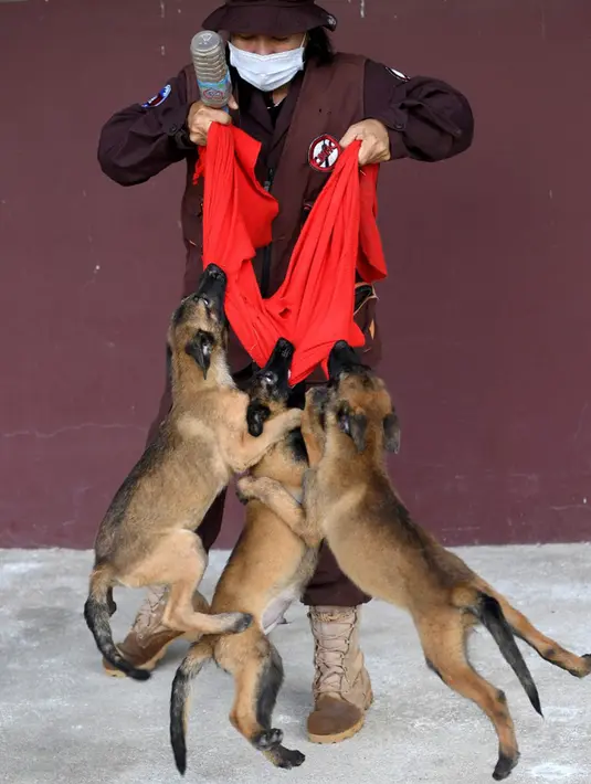 Seorang pelatih melatih anjing di Pusat Aksi Ranjau Kamboja, Provinsi Kampong Chhnang, Kamboja, 27 September 2021. Otoritas antiranjau darat Kamboja melatih anjing untuk mendeteksi COVID-19. (TANG CHHIN SOTHY/AFP)