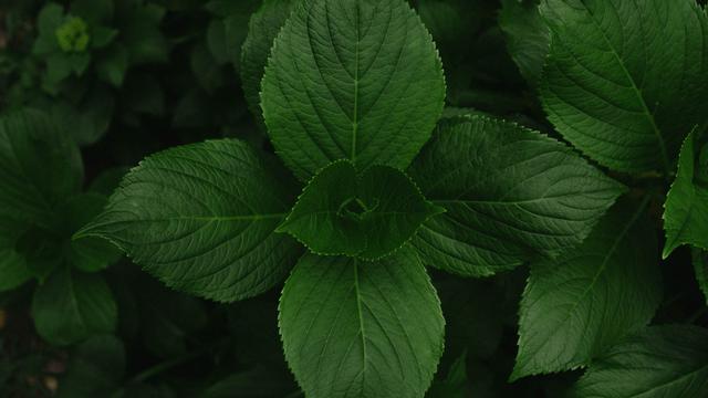 Daun mint