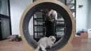 Kondisi ini menunjukkan kebutuhan akan jasa perawatan hewan yang aman dan nyaman, khususnya saat libur panjang tiba. Tampak dalam foto, beberapa kucing peliharaan yang menginap di sebuah hotel khusus hewan di Jakarta Pusat, Kamis (19/3/2026). (merdeka.com/Arie Basuki)