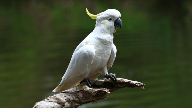 Cockatoo