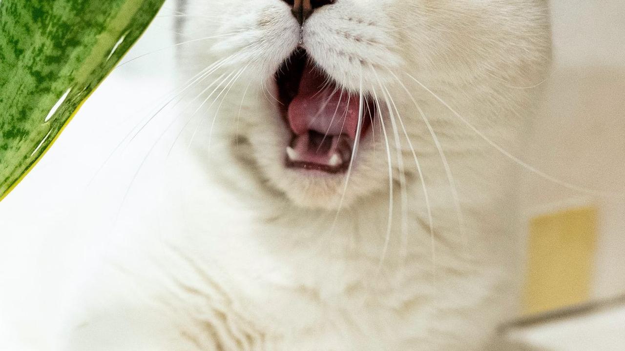 <b>Gejala FLUTD pada Kucing</b>