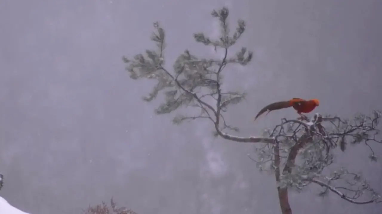 Burung phoenix merah asal China.