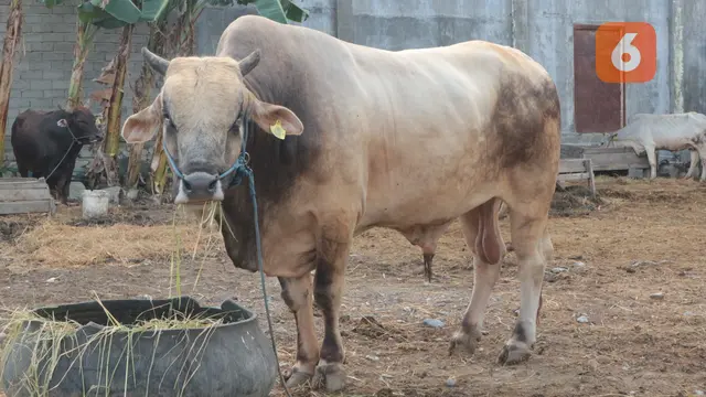 'Arjuna', Sapi kurban Jokowi untuk Kabupaten Sigi