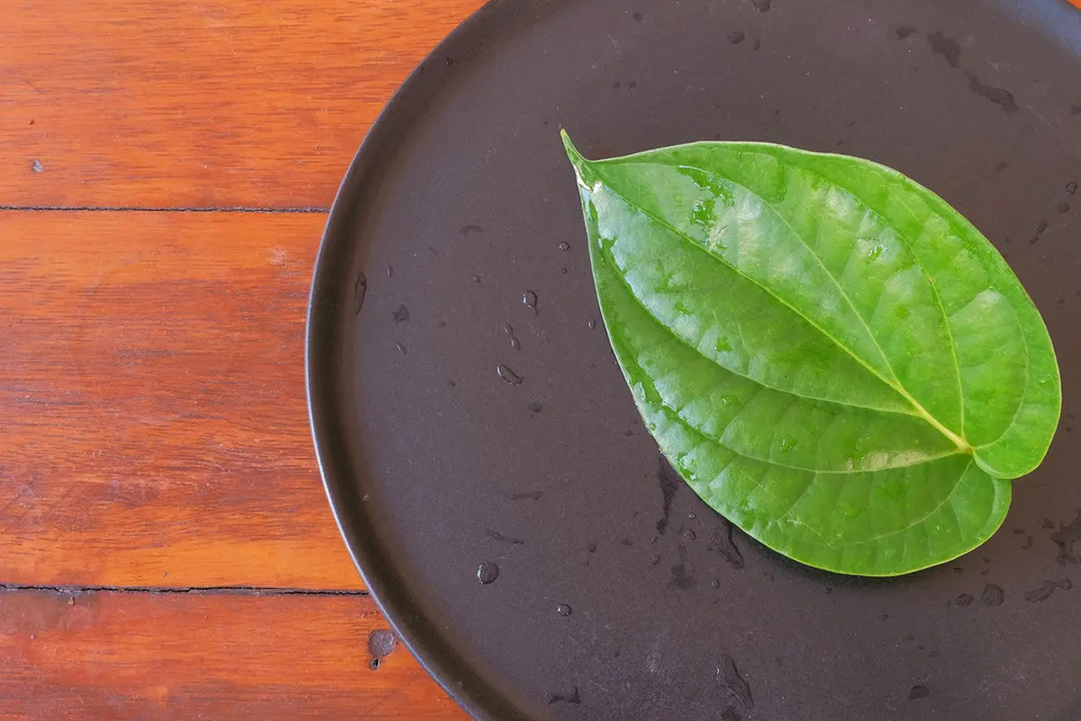 Benarkah Daun Sirih Bisa Atasi Keputihan? (Ideapadx69/Shutterstock)