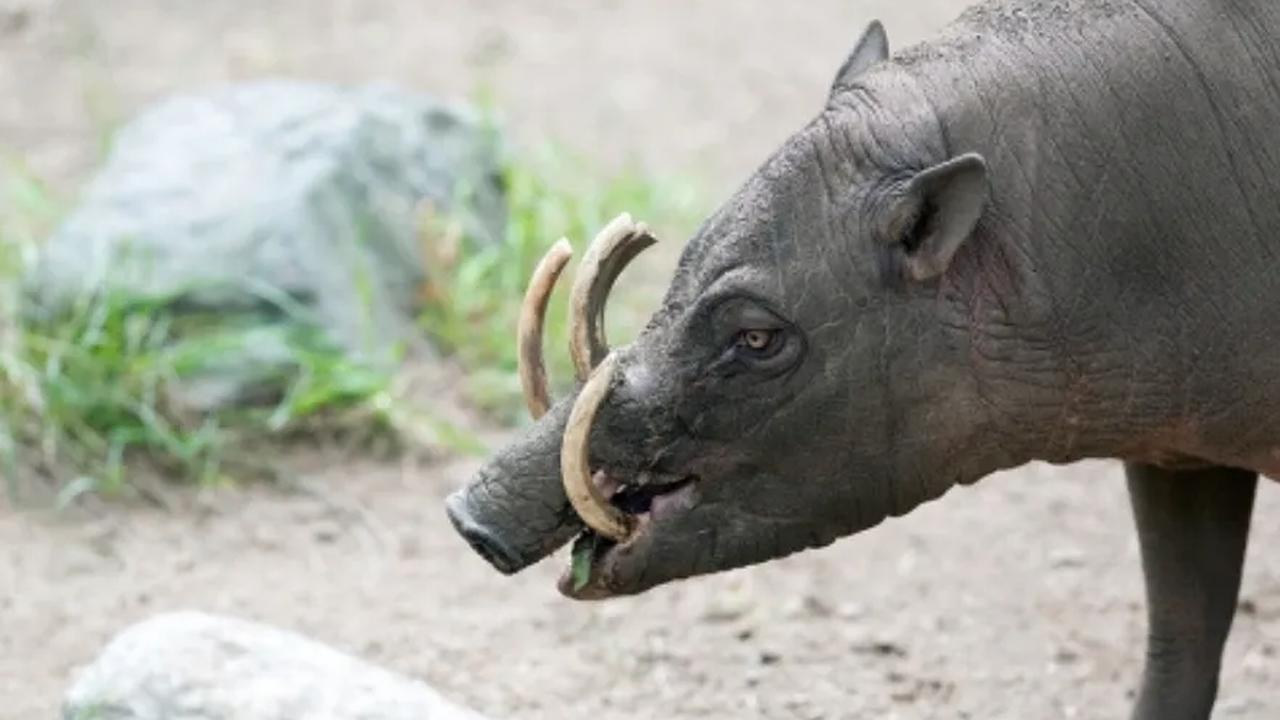 10. Mitologi Sulawesi - Babirusa Penopang Bumi Gatal-Gatal