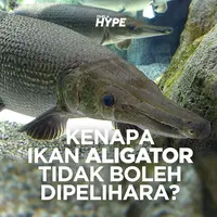 Berbahaya, Ikan Aligator Tidak Boleh Dipelihara