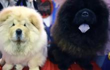 Ternyata, Kondisi Ekonomi Pemilik Bisa Menentukan Kebiasaan Menggonggong Anjing