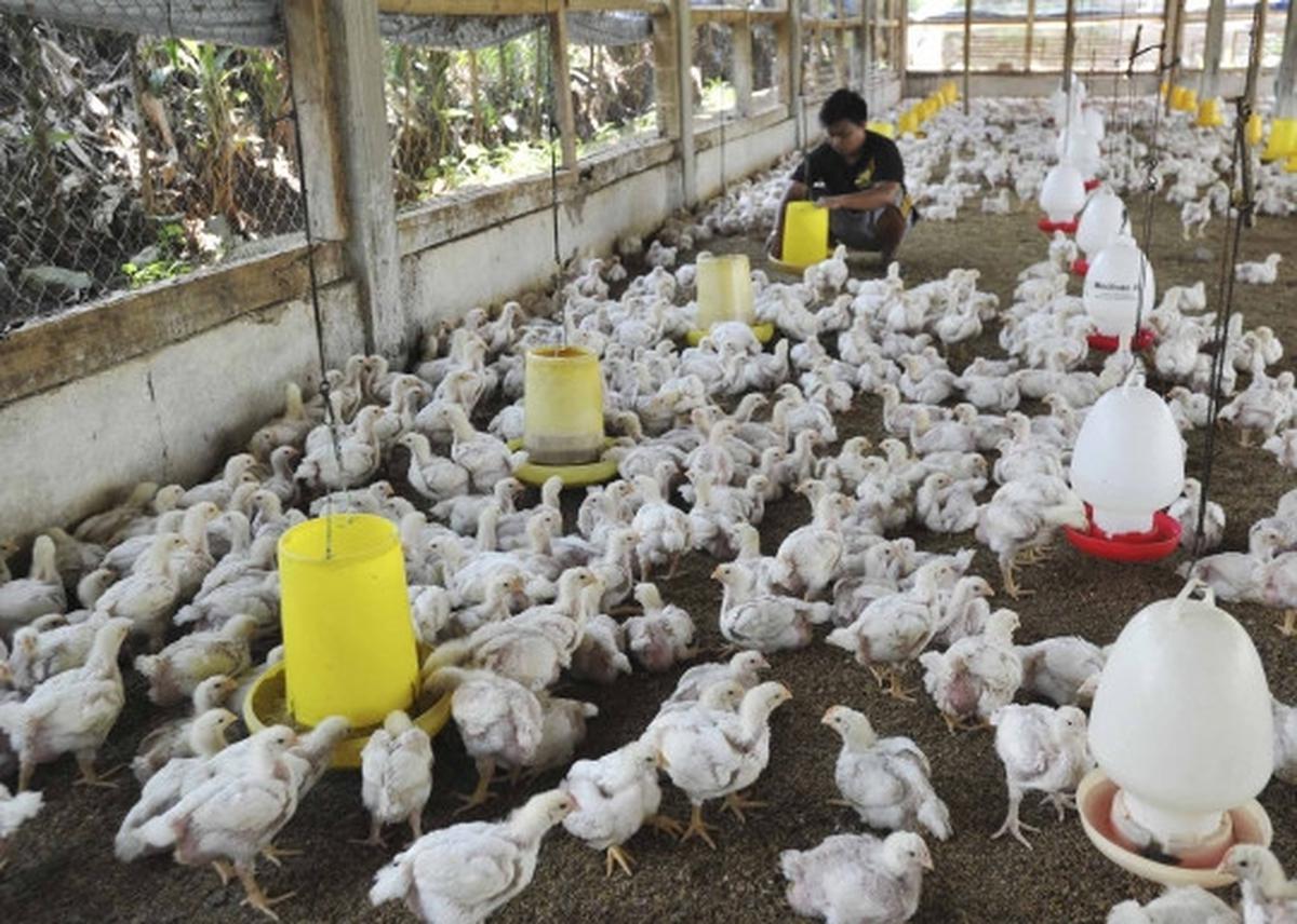 Gejolak kenaikan harga daging ayam tak berdampak kepada peternak