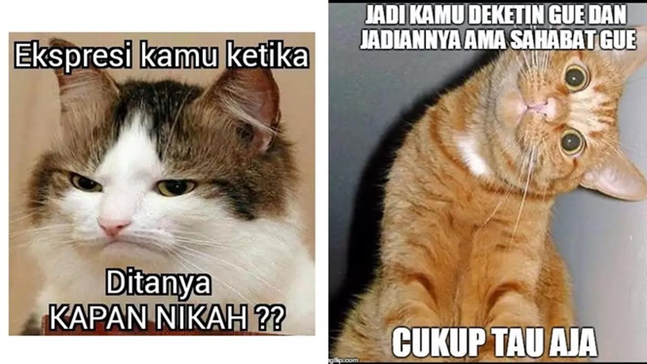6 Meme Gambar Kucing Ini Bikin Ketawa Lepas, Ubah Sedih Jadi Senyum