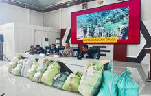 Ladang Ganja 20 Hektare Ditemukan di Perbukitan, Polda Sumsel Selidiki Jaringan di Baliknya