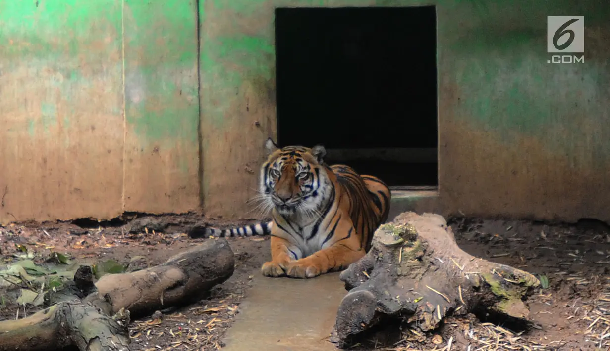 Eva Harimau Sumatera terlihat dikadangnya di tempat Pusat Transit Satwa Gadog ASTI Bogor, Senin (11/3). Eva yang berumur 8 tahun ini sudah 7 tahun tinggal di tempat penangkaran sementara sebelum dilepasliarkan. (merdeka.com/arie basuki)