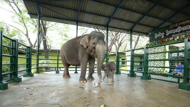 (Foto:Liputan6.com/Dian Kurniawan)