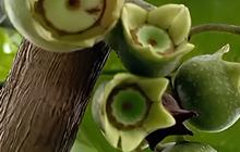Unik! Ini Deretan Buah dan Tanaman Khas Hutan Baduy, Ada yang Bisa Manipulasi Rasa