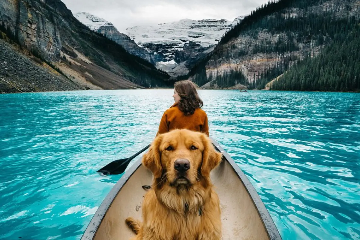 'Traveling' ke Kanada, Anjing Ini Curi Perhatian di Instagram