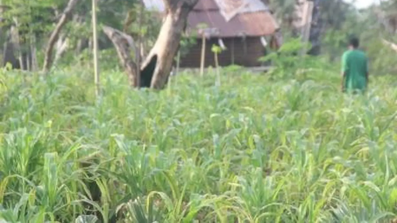 Tanaman jagung milik petani di wilayah Kecamatan Solor Barat, Kabupaten Flores Timur, NTT yang nampak menguning akibat terkena abu vulkanik (Liputan6.com/Ola Keda)