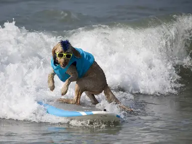Seekor anjing berkompetisi dalam acara tahunan Surf City Surf Dog di Huntington Beach, California padaSabtu (25/9/2021). Para anjing menaklukkan ombak di atas papan surfingnya. (AP Photo/Ringo H.W. Chiu)