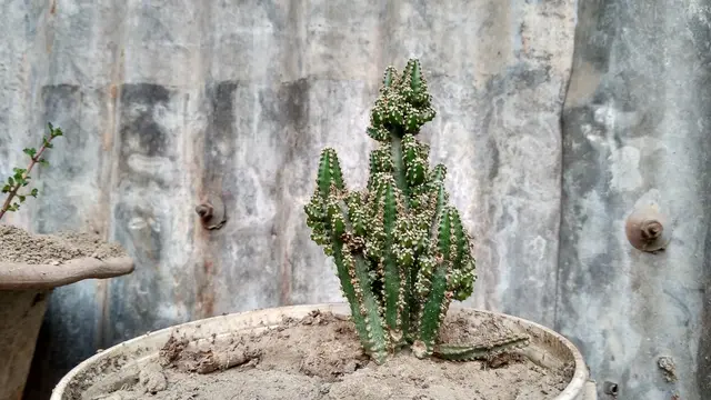 Memanfaatkan barang bekas menjadi pot untuk tanaman/dok. Unsplash Minhaj