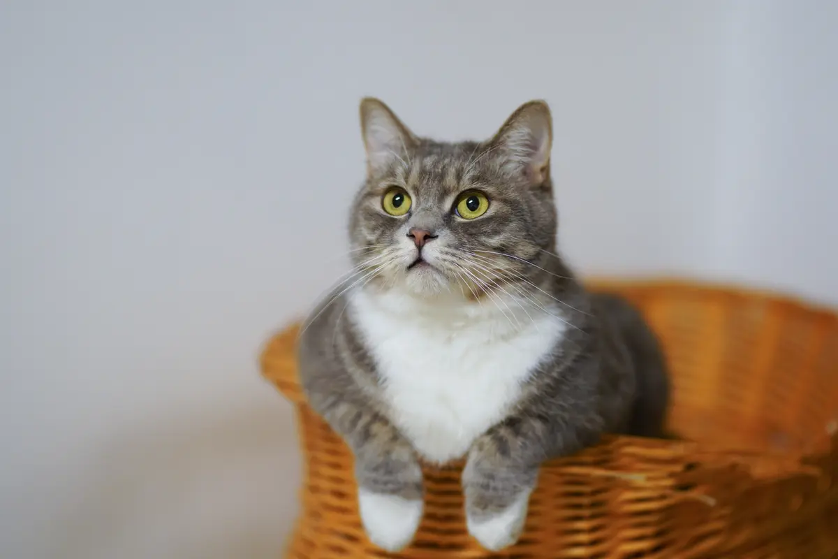 Kucing