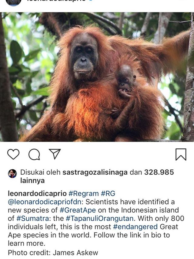 Leonardo diCaprio menggunggah foto Orang Utan Tapanuli (Instagram)