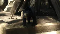 Beruang madu penghuni Kebun Binatang Bandung. (Liputan6.com/Kukuh Saokani)